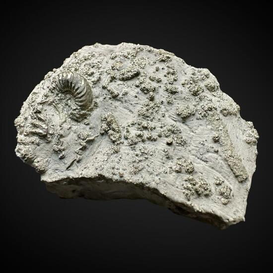 Ammonite & Pyrite