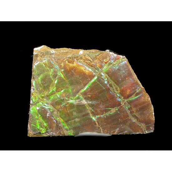 Ammolite