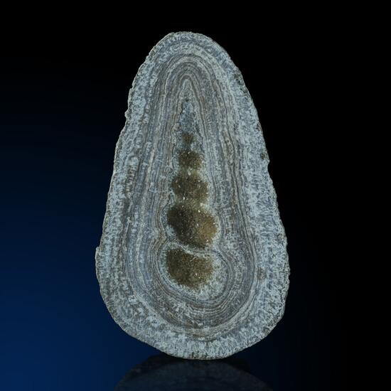 Fossil Turritella With Calcite