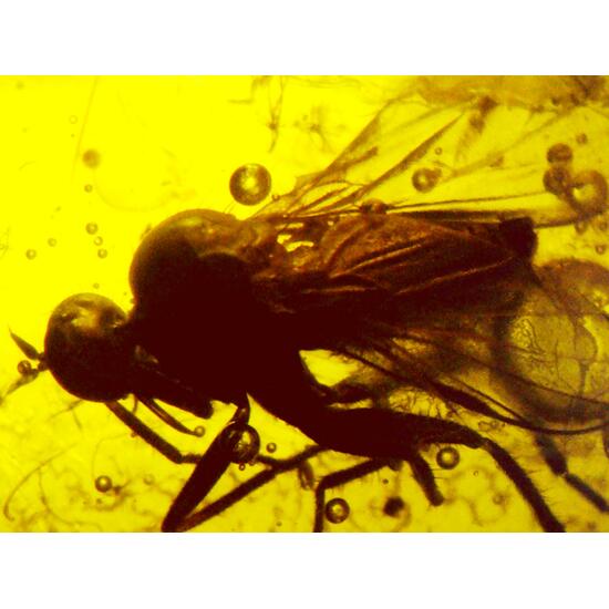 Amber With Inclusions