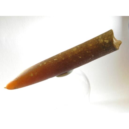 Aragonite Psm Fossil Belemnite