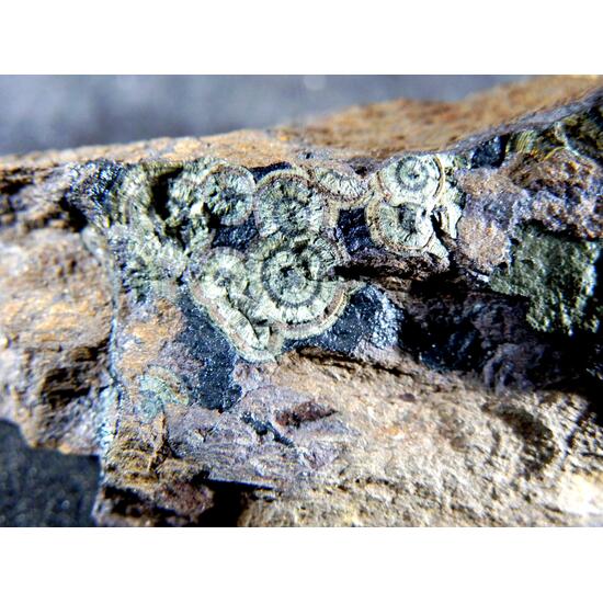 Dufrénite On Limonite