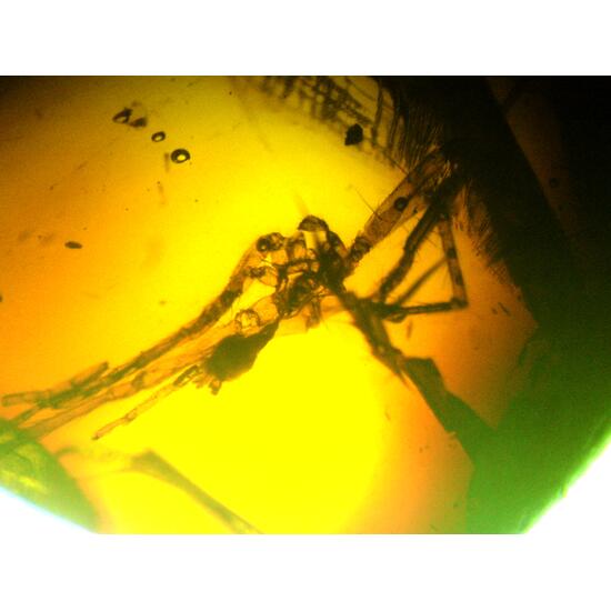 Amber With Inclusions