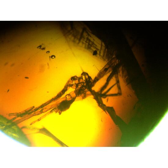 Amber With Inclusions