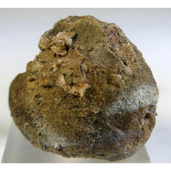 Vanadinite & Baryte On Fossil Shell