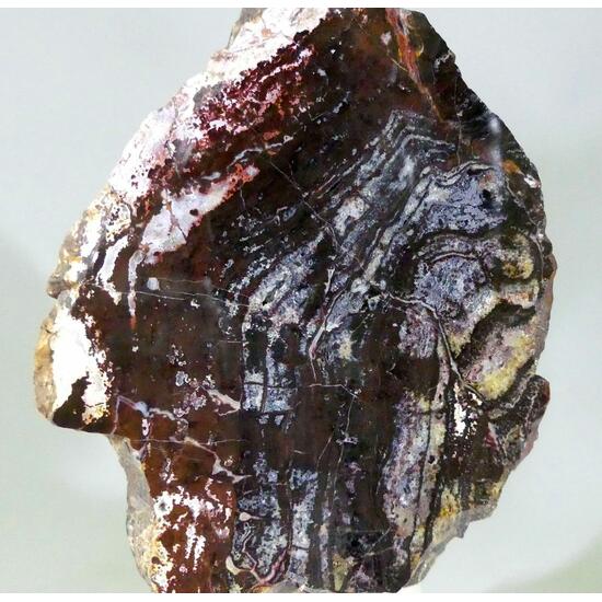 Eisenkiesel & Agate Psm Fossil Stromatolite