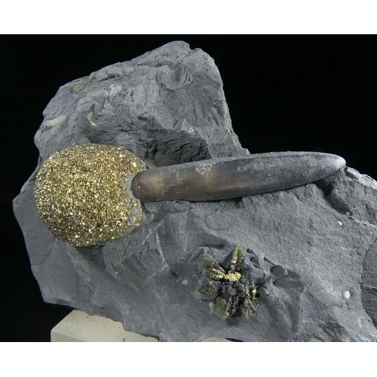 Pyrite & Marcasite With Belemnite