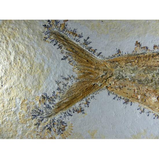 Fossil Fish With Manganese Dendrites