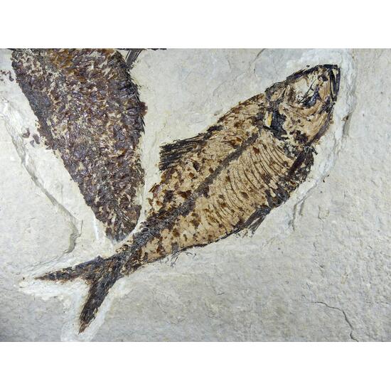 Fossil Fish