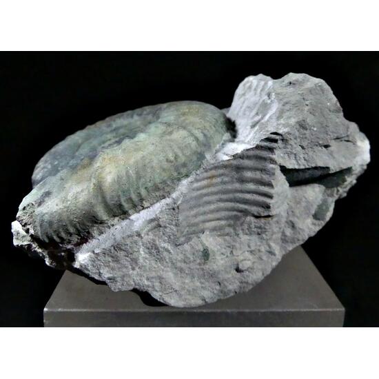 Ammonite