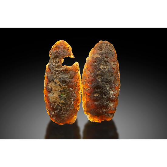Chalcedony Psm Fossil