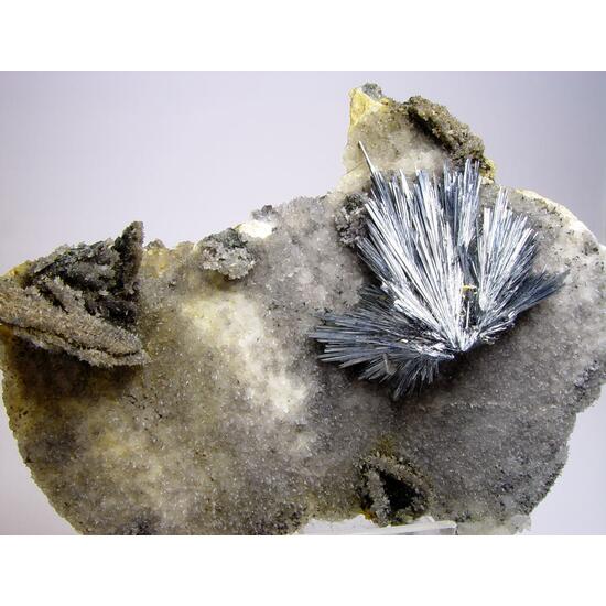 Stibnite On Calcite Shell