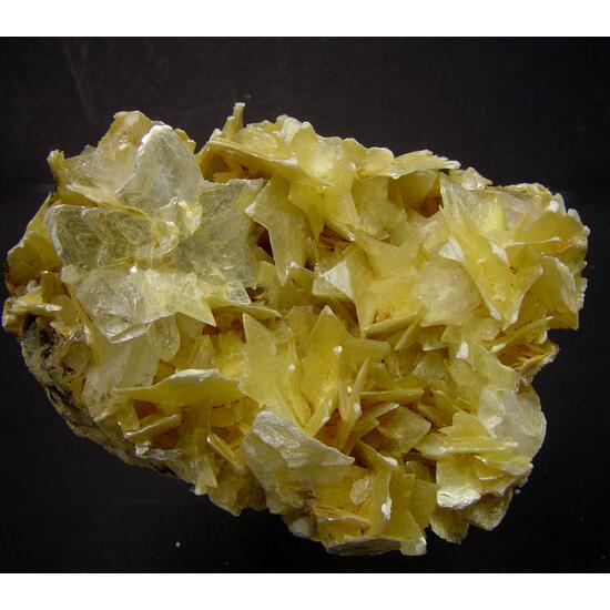 Muscovite