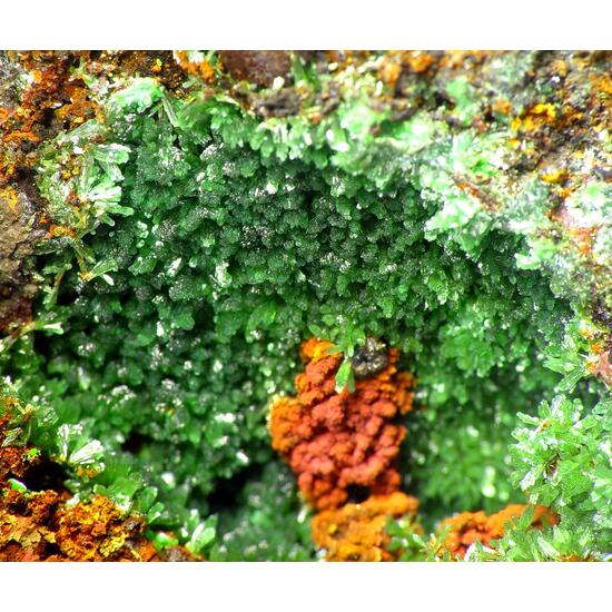 Olivenite & Conichalcite