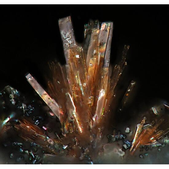 Wildenauerite