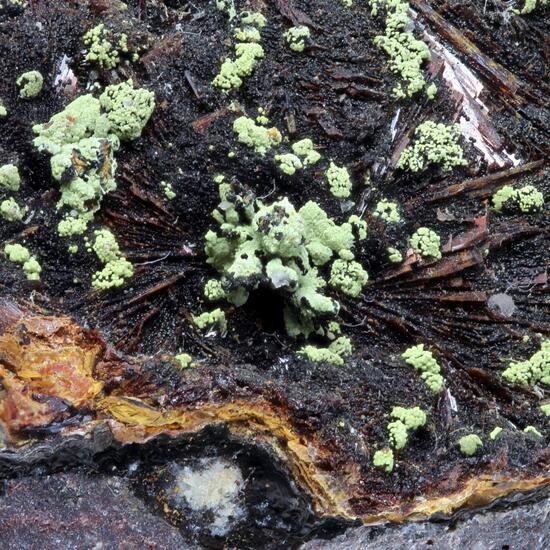 Kidwellite With Beraunite & Goethite