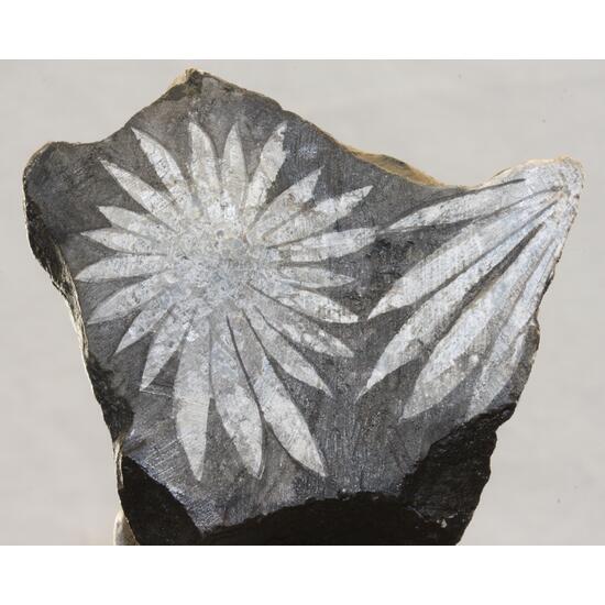 Celestine Var Chrysanthemum Stone