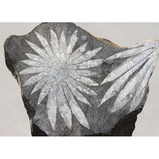 Celestine Var Chrysanthemum Stone