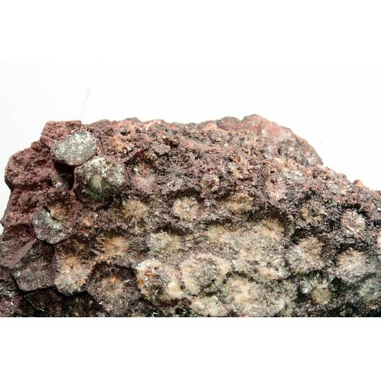 Hematite Psm Coral