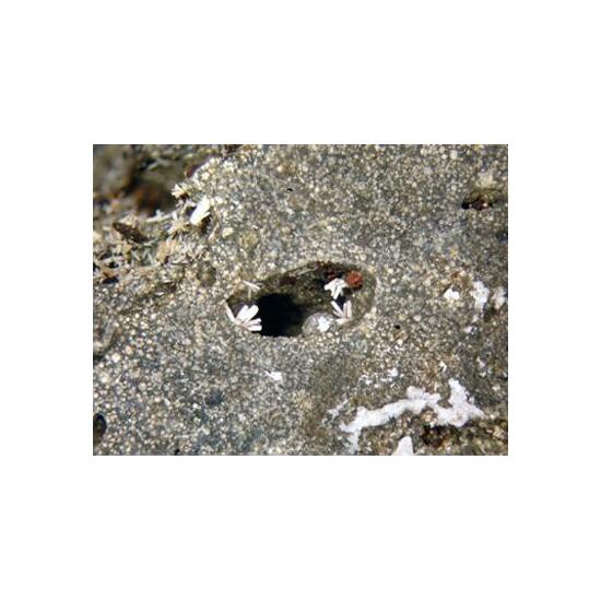 Merlinoite