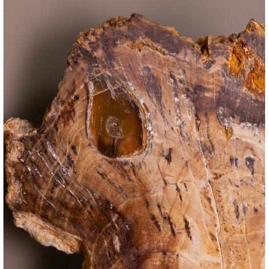 Petrified Wood