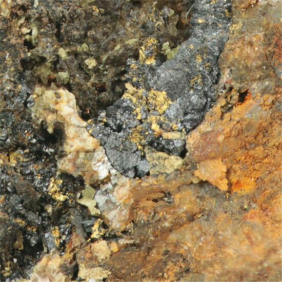Gold With Uraninite Var Pitchblende