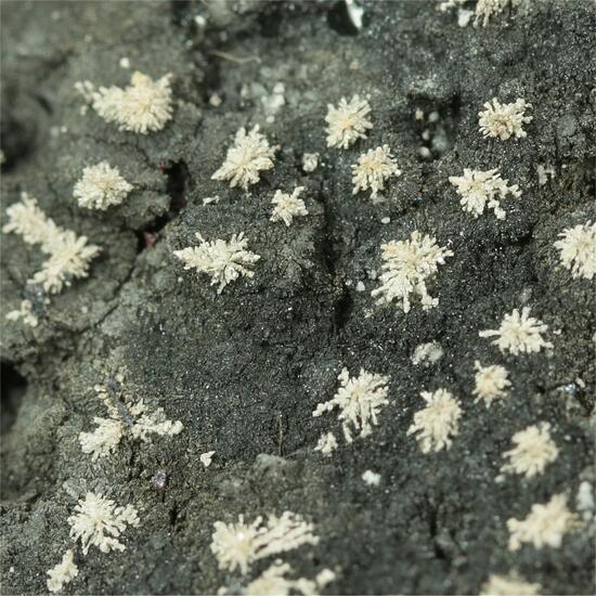 Native Silver With Native Arsenic & Pyrargyrite