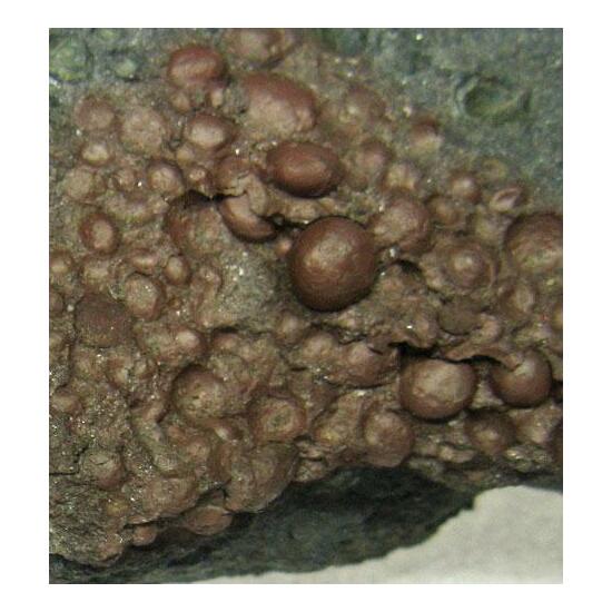 Chamosite