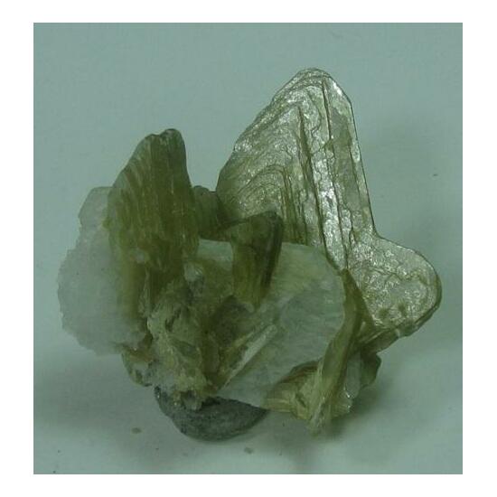 Muscovite