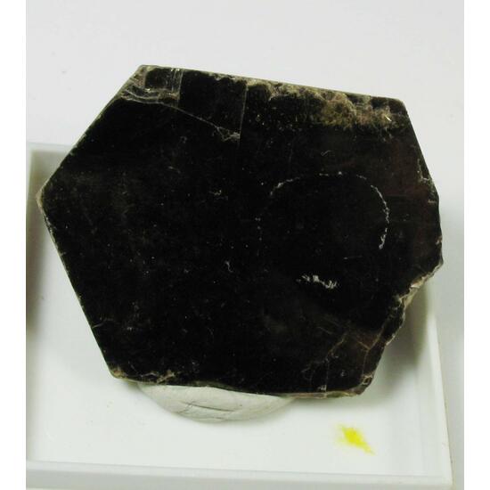 Phlogopite