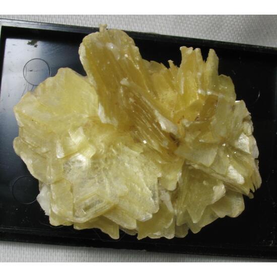 Muscovite