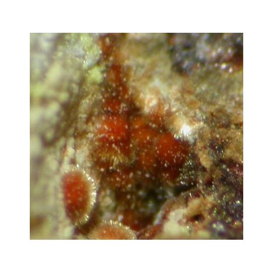 Cobaltarthurite