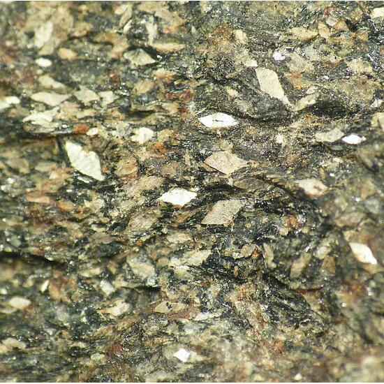Naujakasite