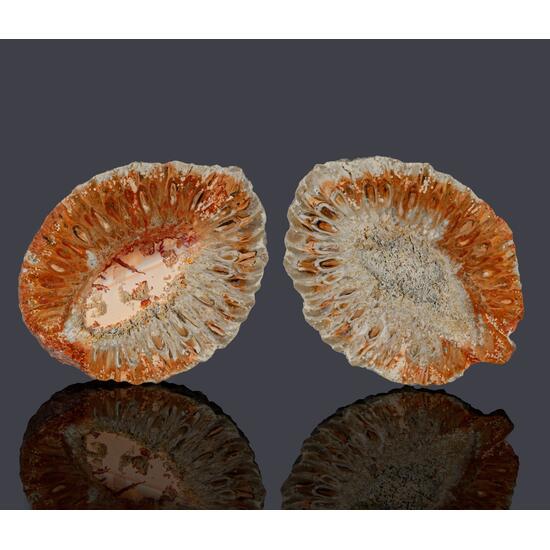 Fossil Araucaria Mirabilis