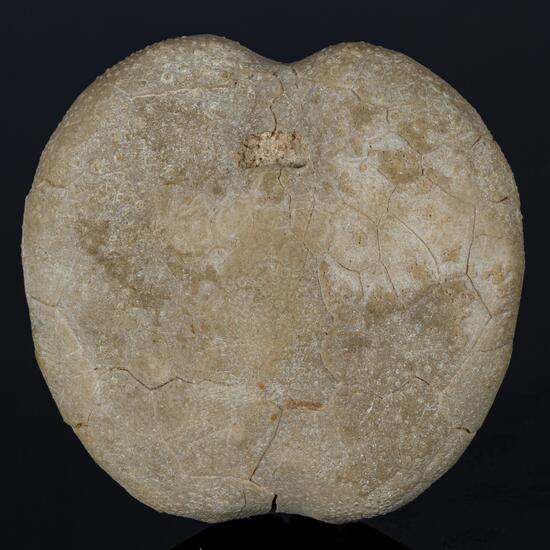 Fossil Sea Urchin
