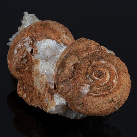 Calcite & Fossil