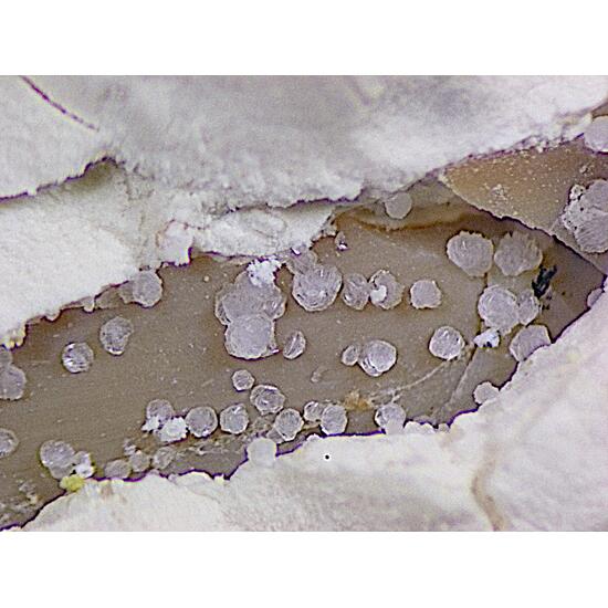 Parwanite
