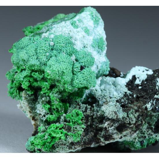 Conichalcite Psm Azurite & Olivenite