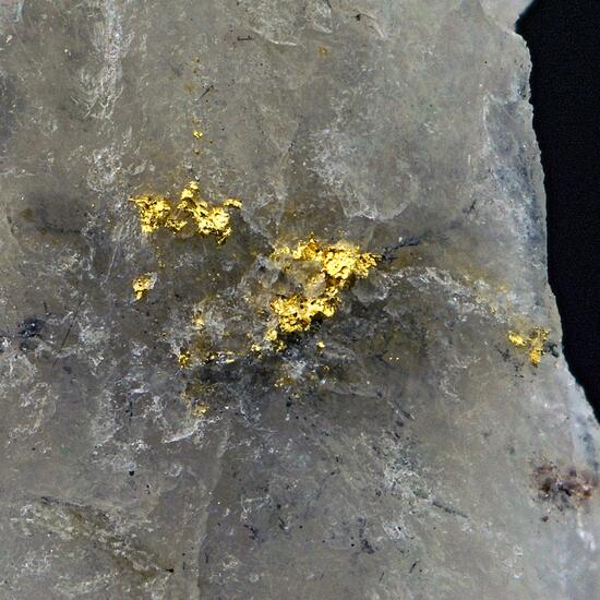 Native Gold In Quartz