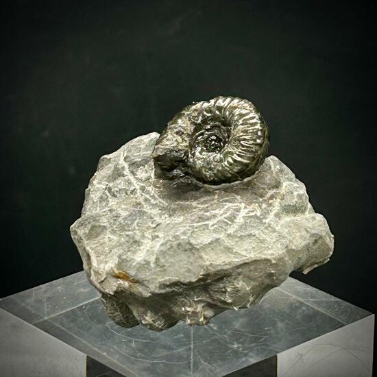 Pyrite Psm Ammonite