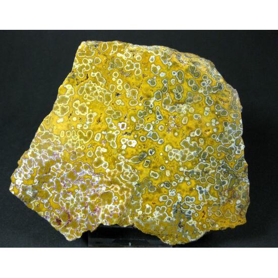Quartz Var Eisenkiesel Psm Fossil Stromatolite