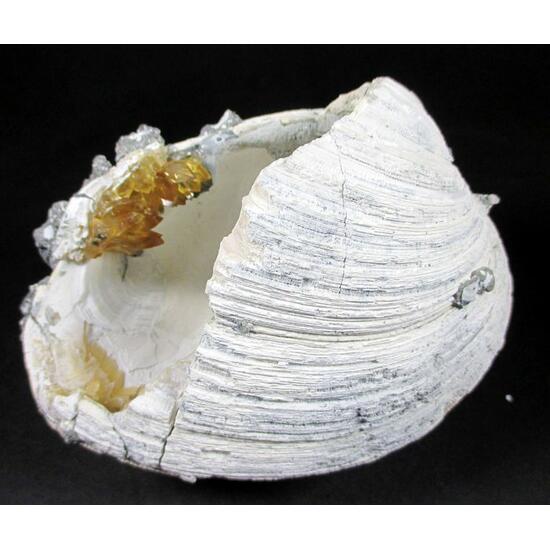 Calcite In Fossil Shell