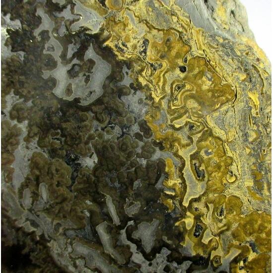Chalcedony & Limonite Psm Fossil Stromatolite