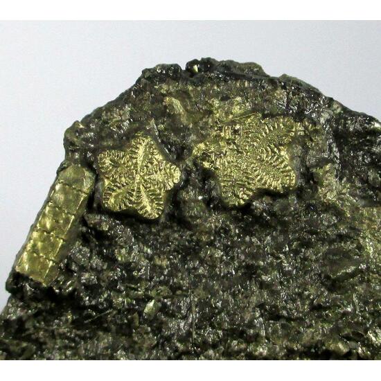 Pyrite Psm Fossil Crinoid