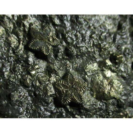 Pyrite Psm Fossil Crinoid & Shell