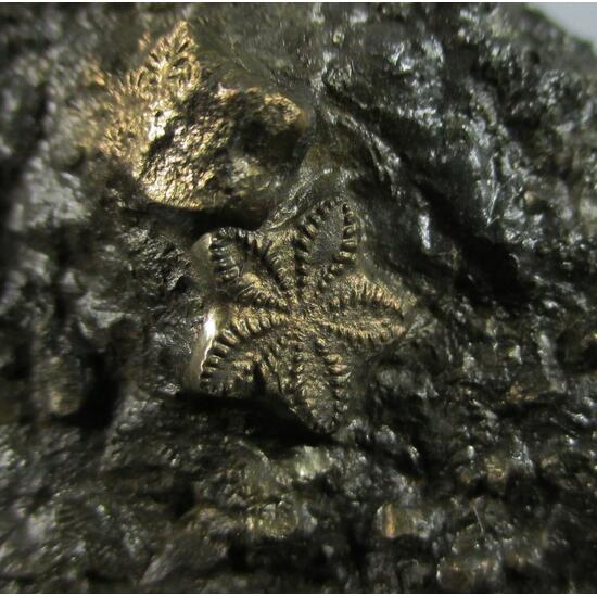 Pyrite Psm Fossil Crinoid & Shell