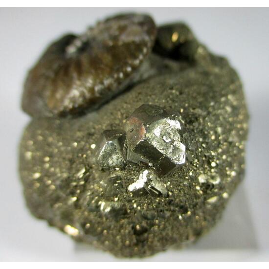 Pyrite & Pyrite Psm Fossil Ammonite
