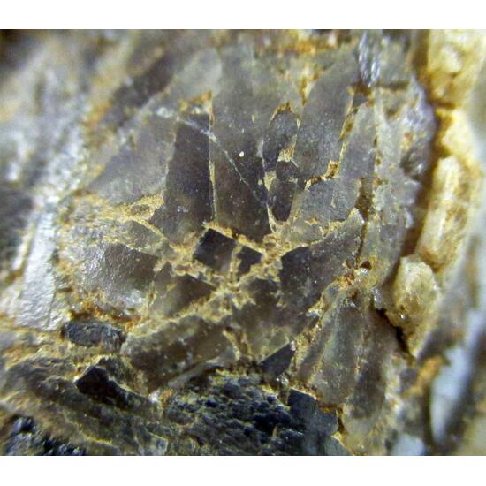 Baryte Psm Fossil Shell