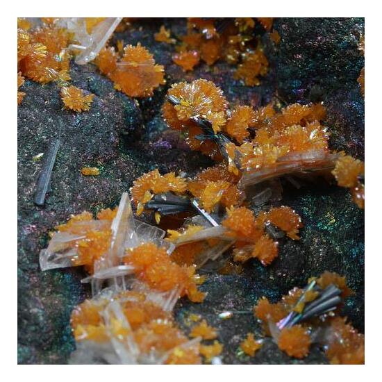 Hutchinsonite Orpiment & Baryte