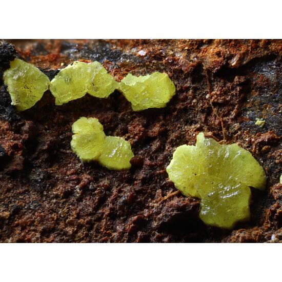 Grimselite